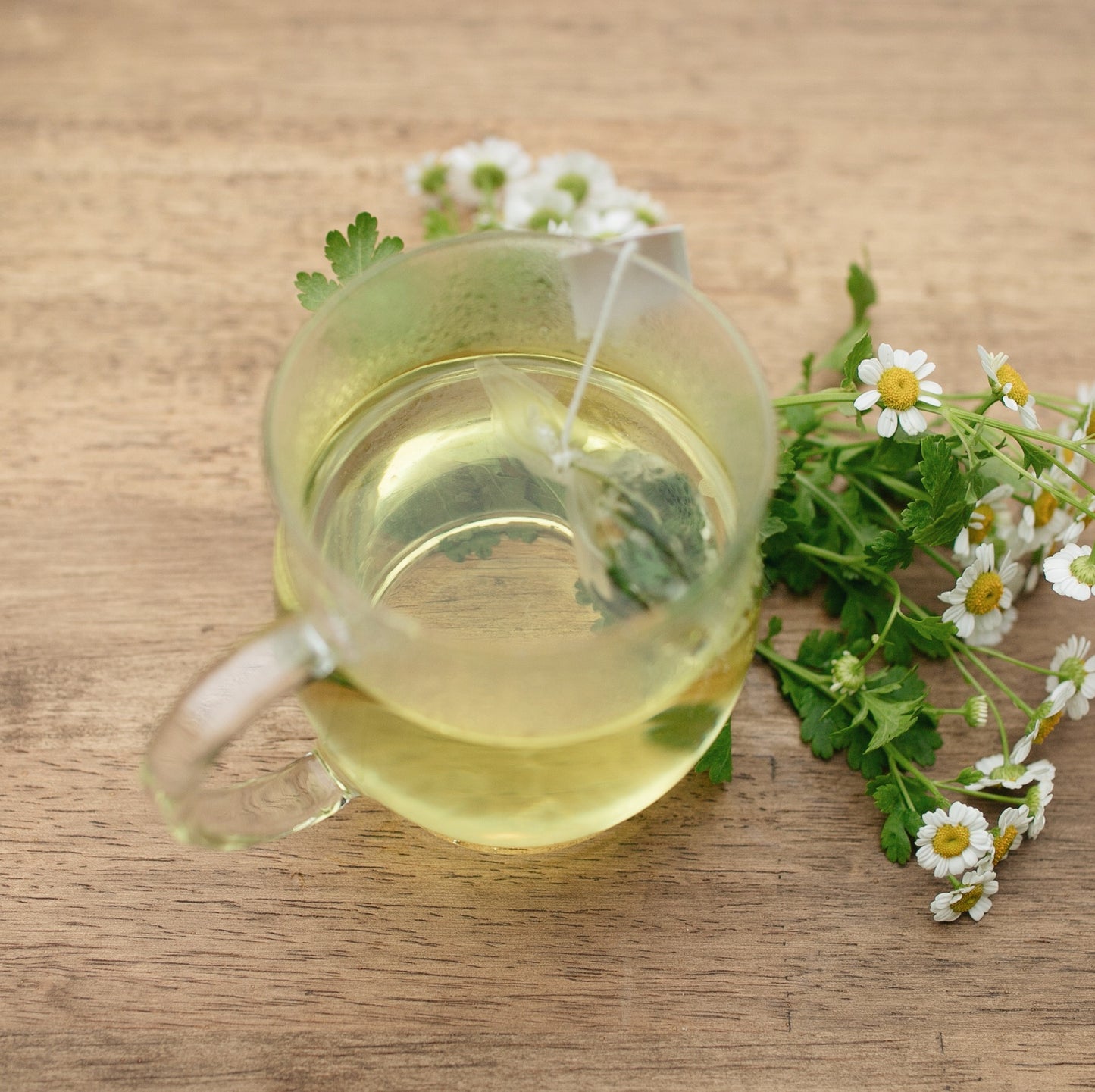 「良薬口に苦し」フィバーフューで活力と爽快感にアプローチ